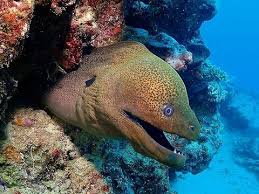 Moray Eel