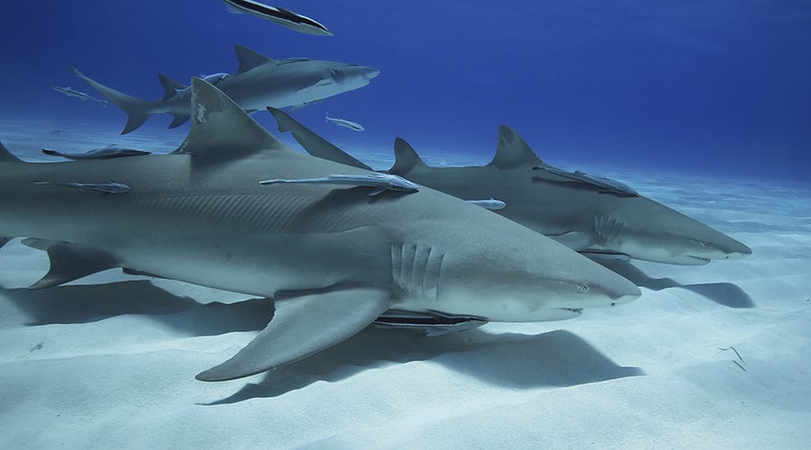 Lemon Shark