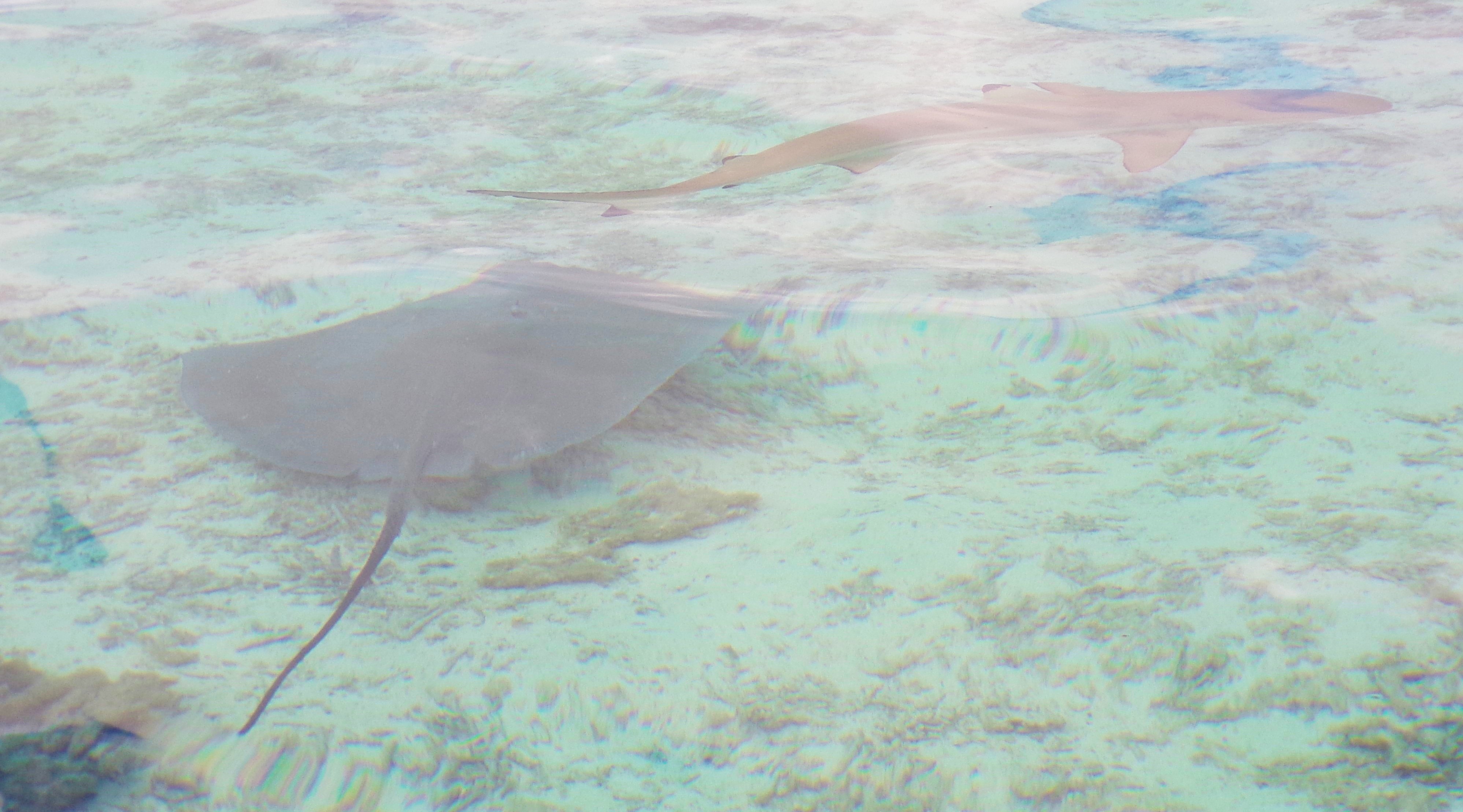 sting ray and shark on Bora Bora