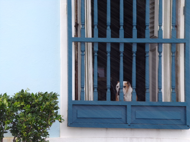 Dog in the Window