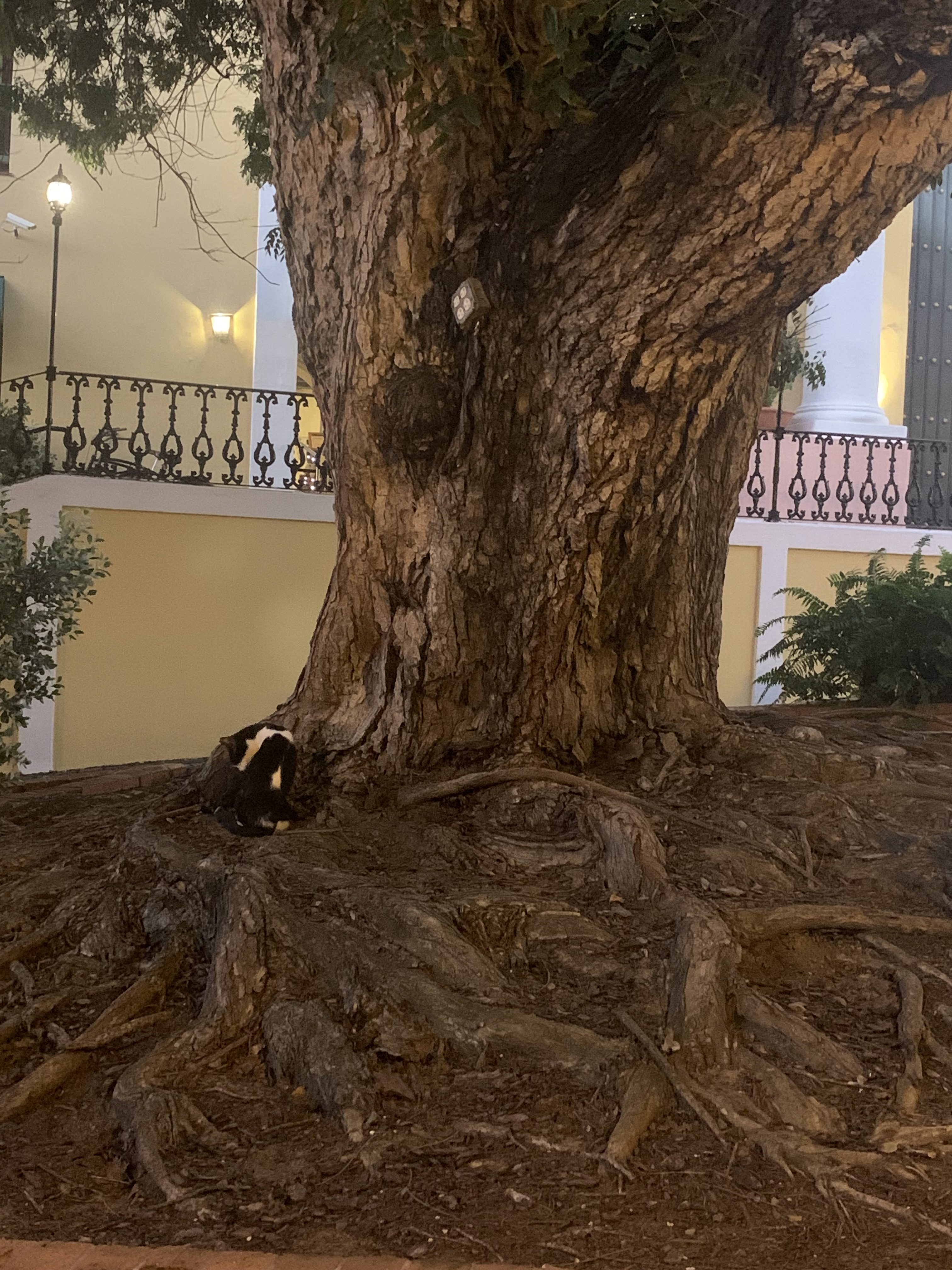 Cat and Tree in Old San Juan