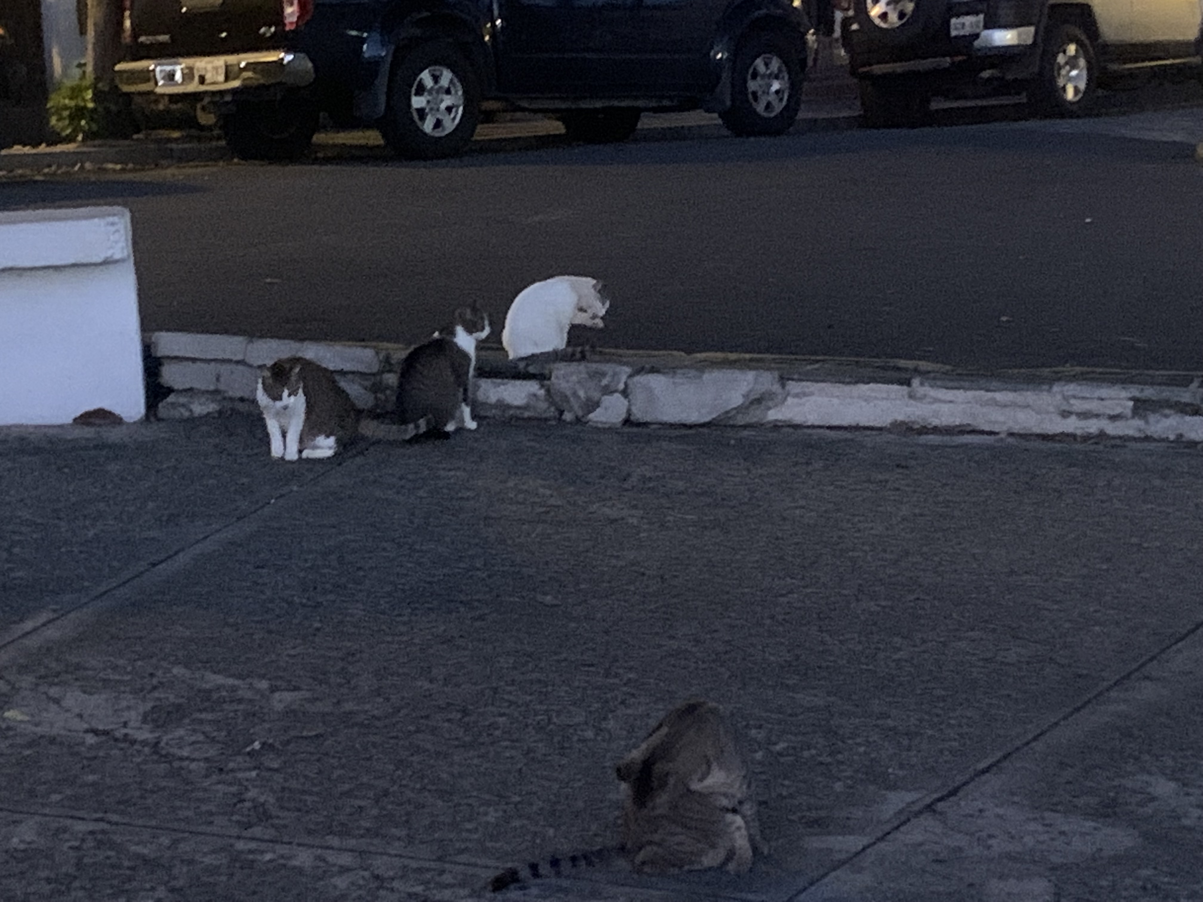 Cats in Old San Juan