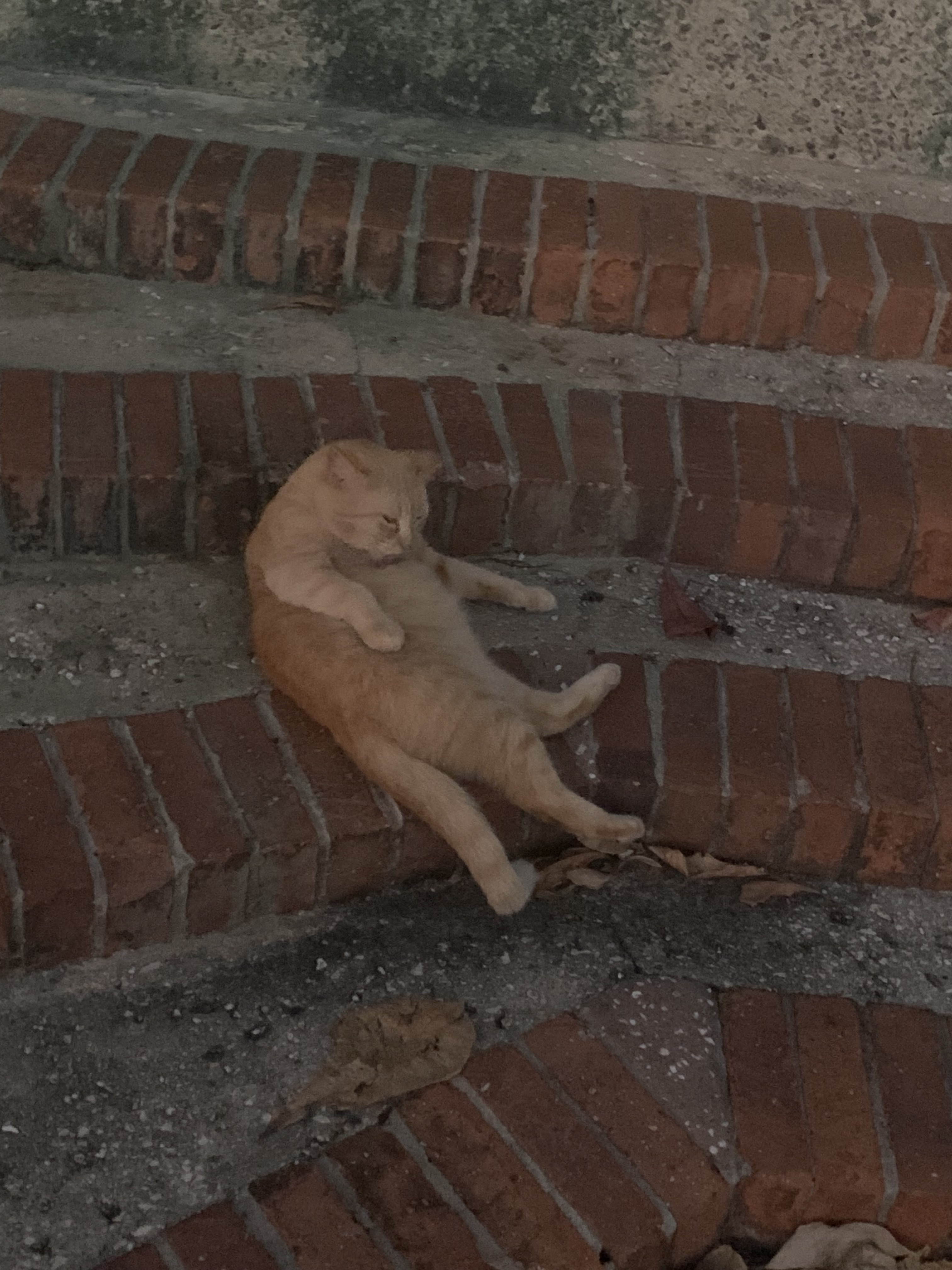 fat cat in Old San Juan