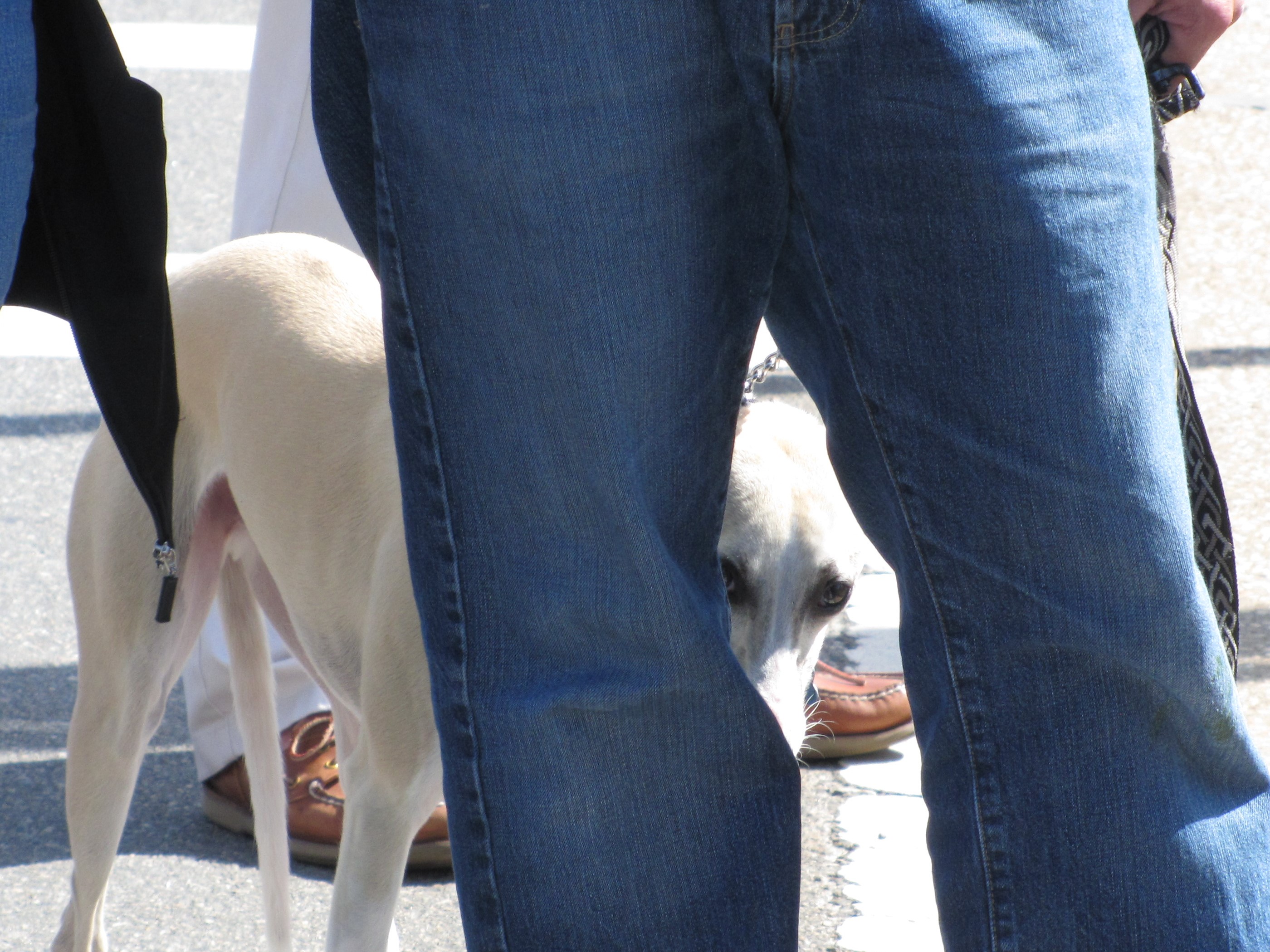 Dog peeking between legs