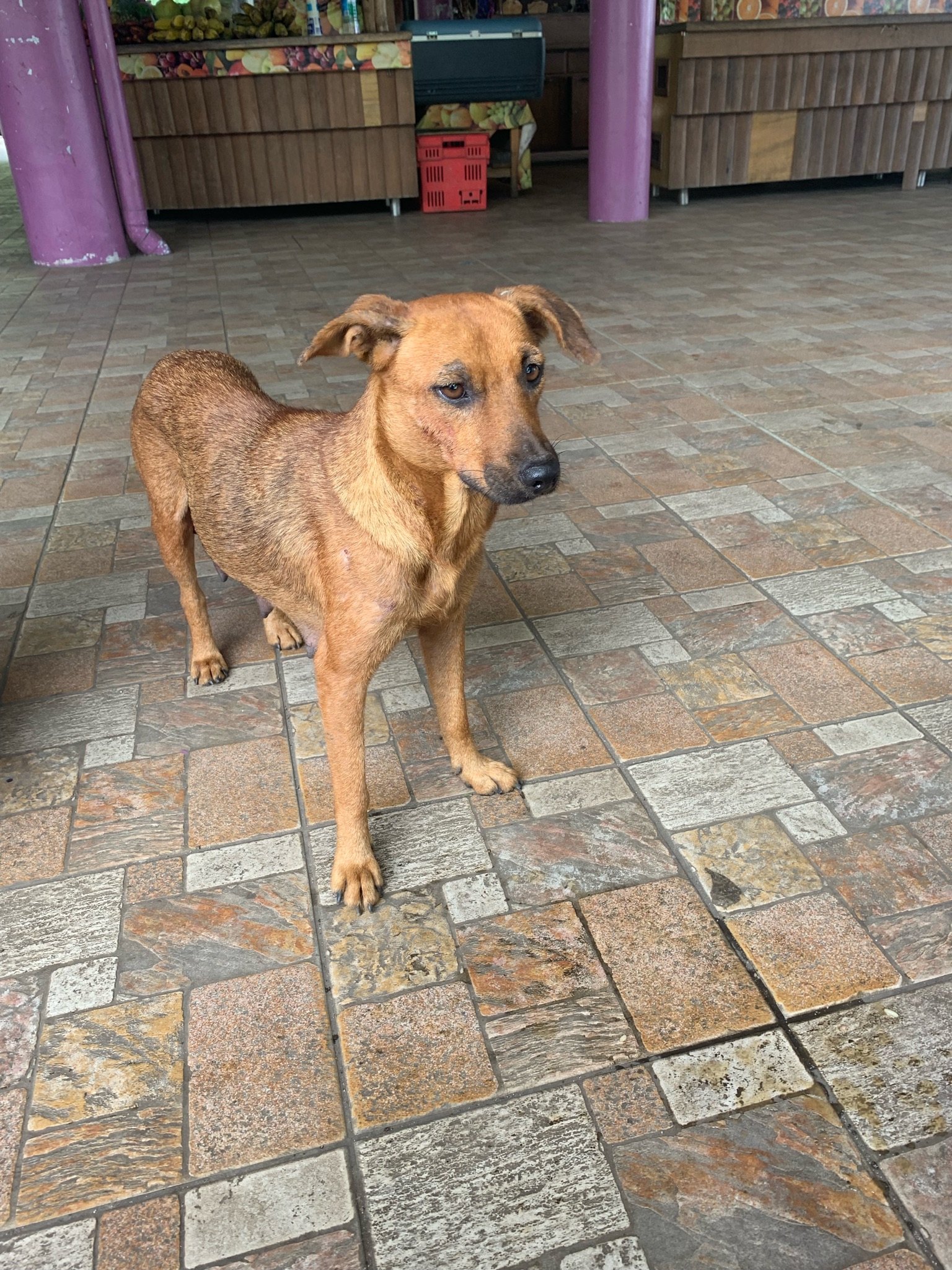 brown dog in Tahiti