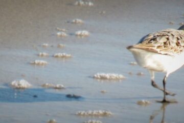 Sea Bird 3 Amelia Island