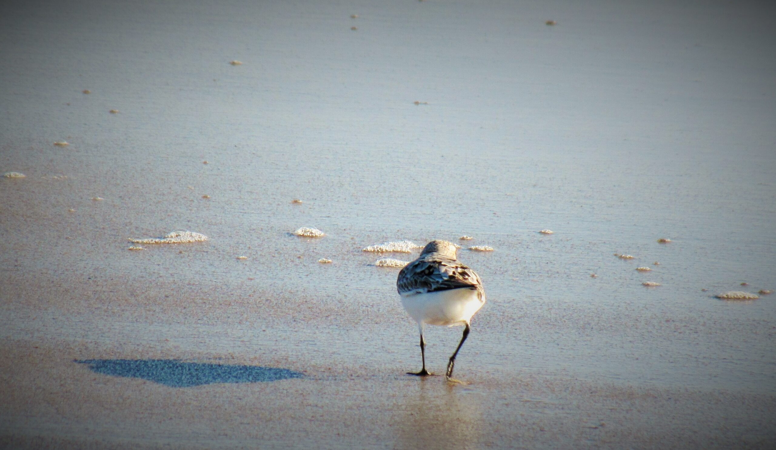 Sea Bird on Amelia Island
