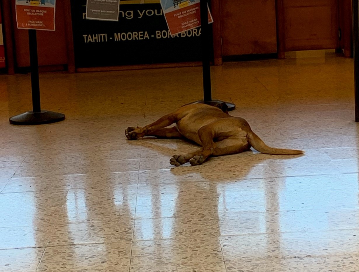 Dog at airport4