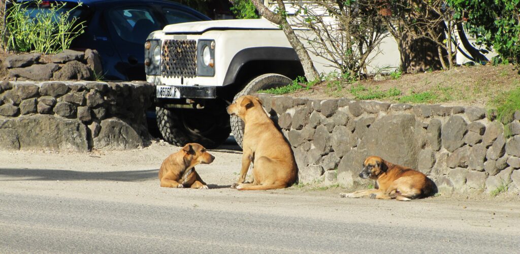 Three dogs on Bora Bora