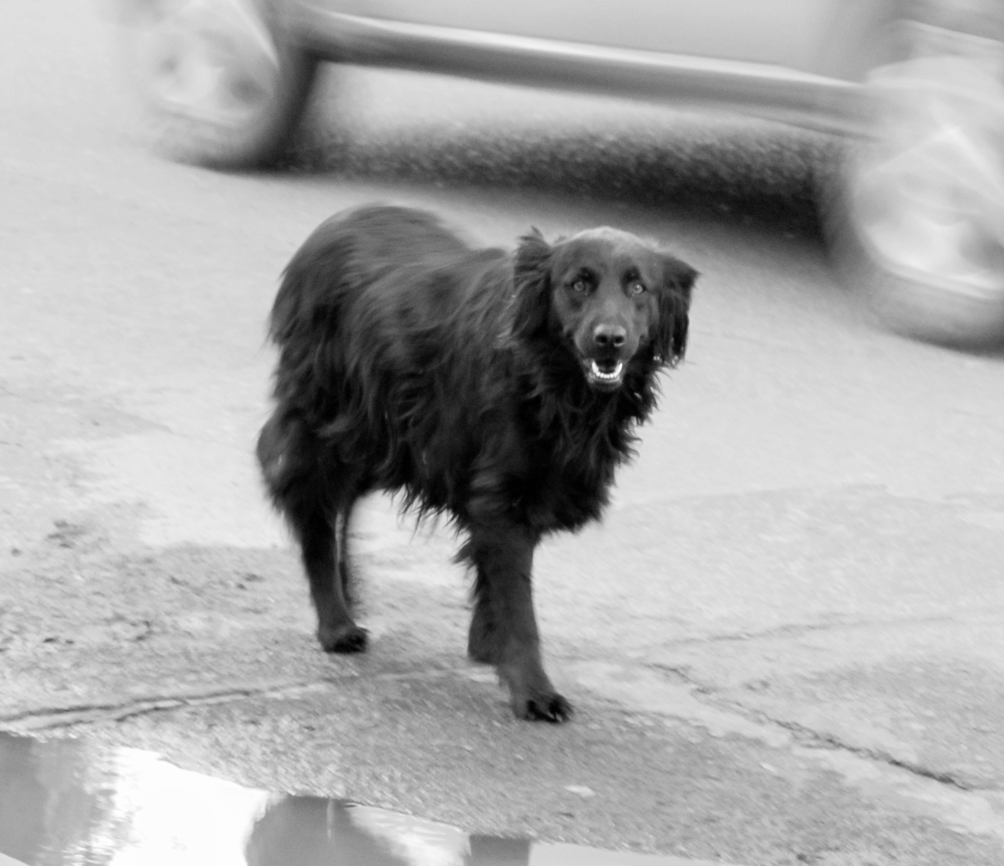 Argentinian Dog