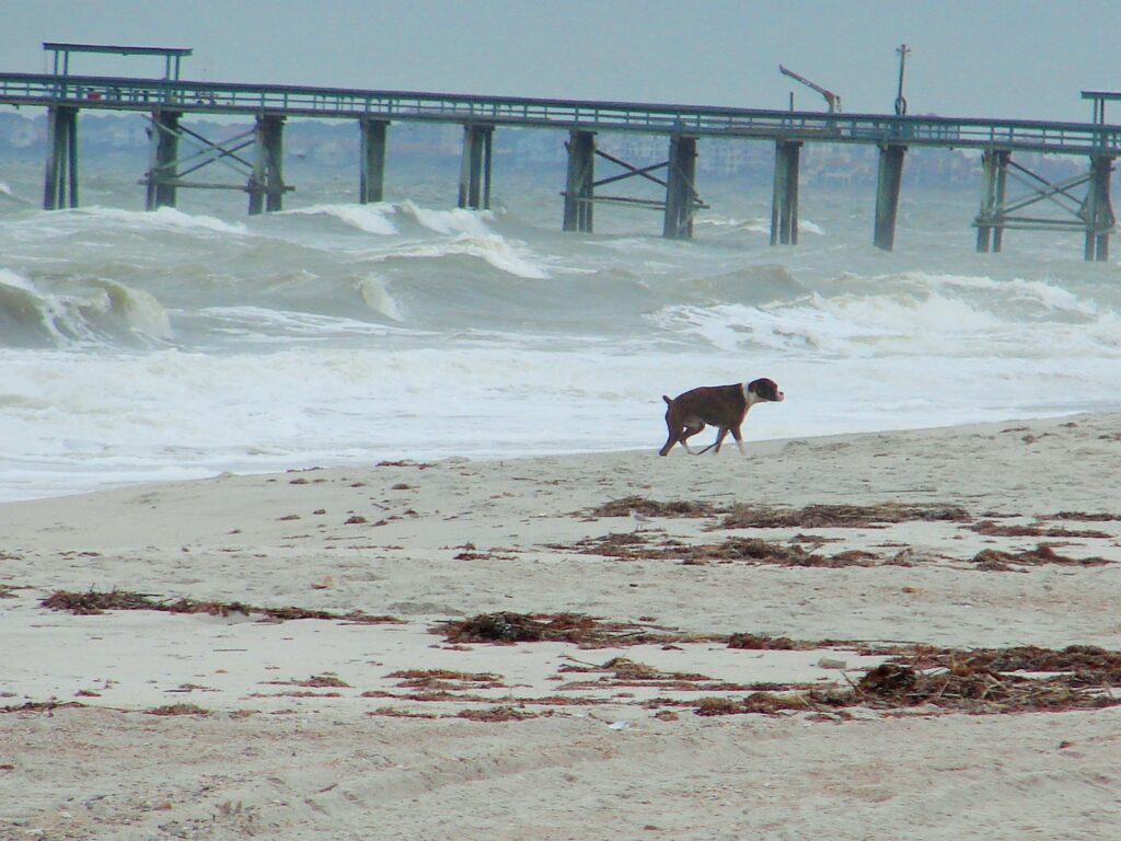 Dog on the Beach Amelia Island