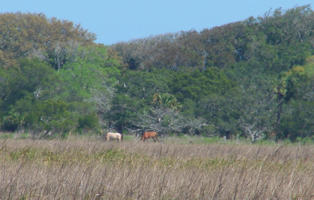 Wild Horses