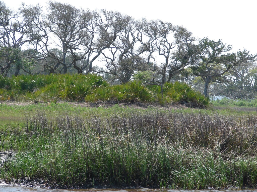 Landscape Cumberland Island