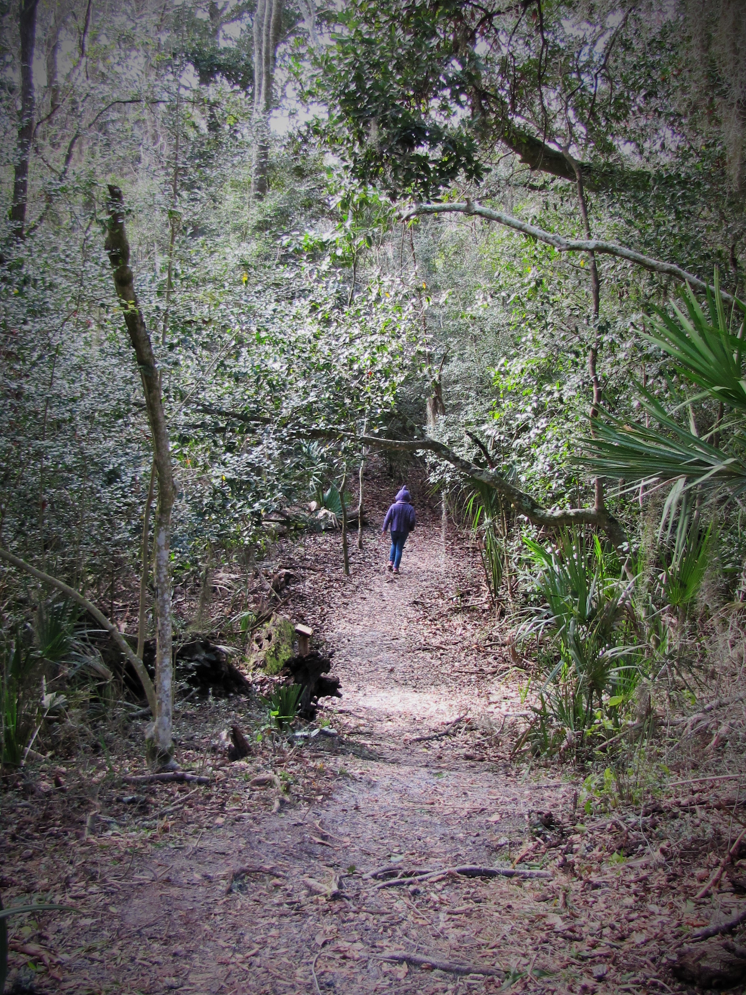 Trail on Amelia Island