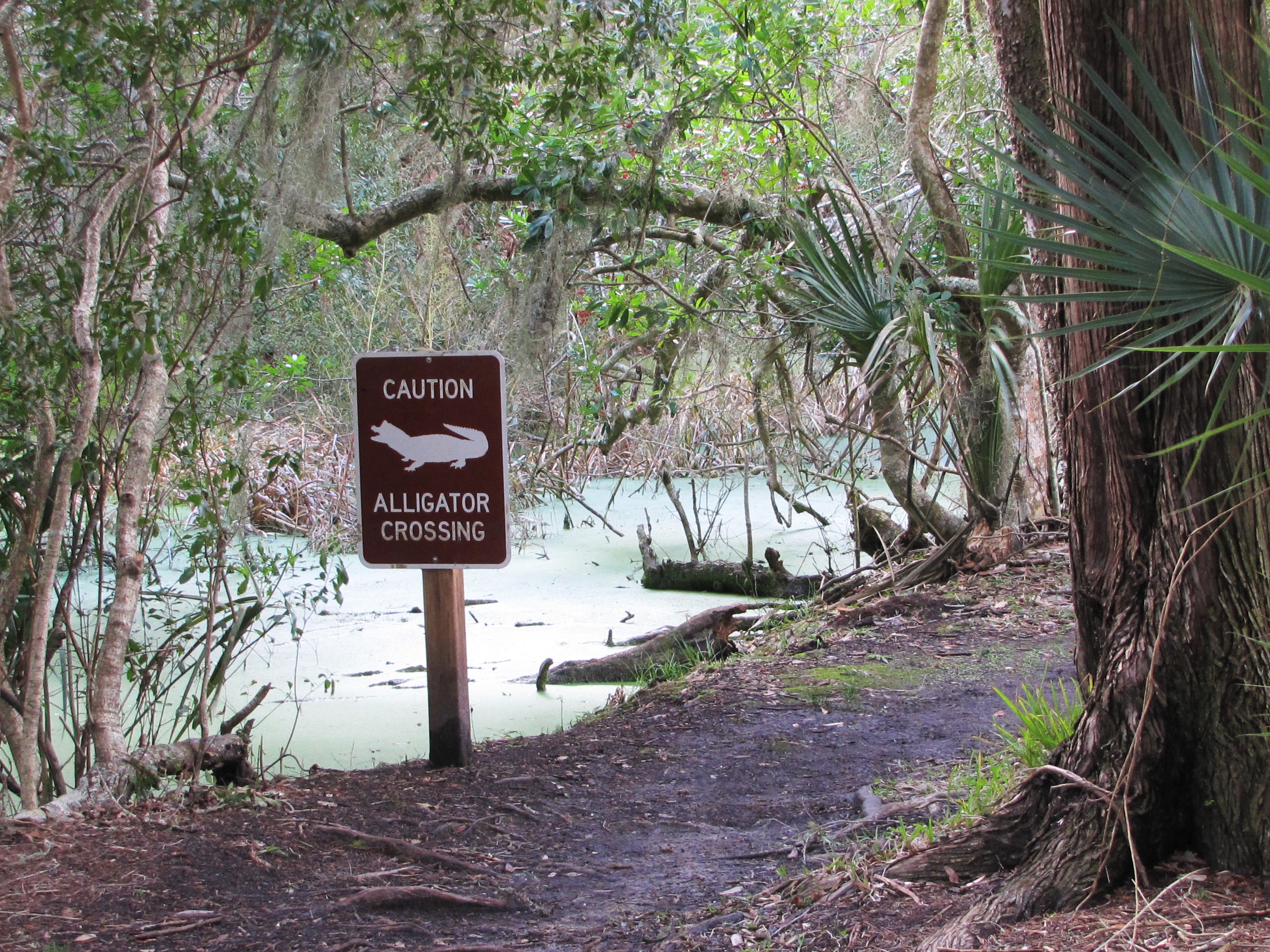 Gator Crossing on Amelia