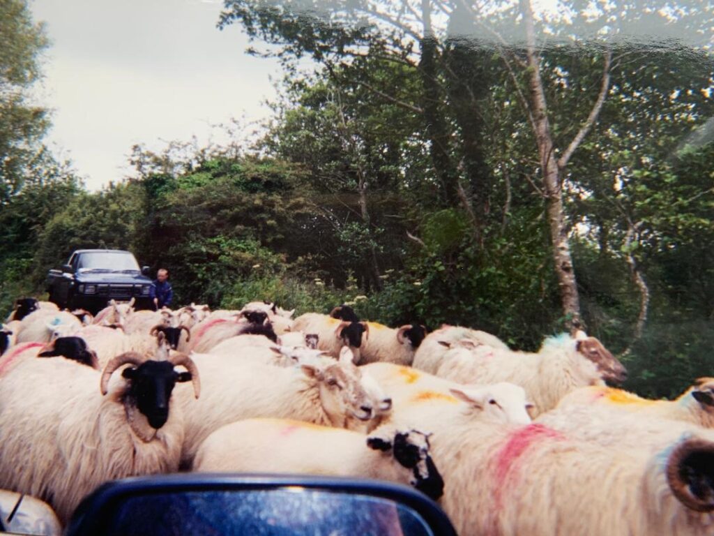 Sheep in Ireland