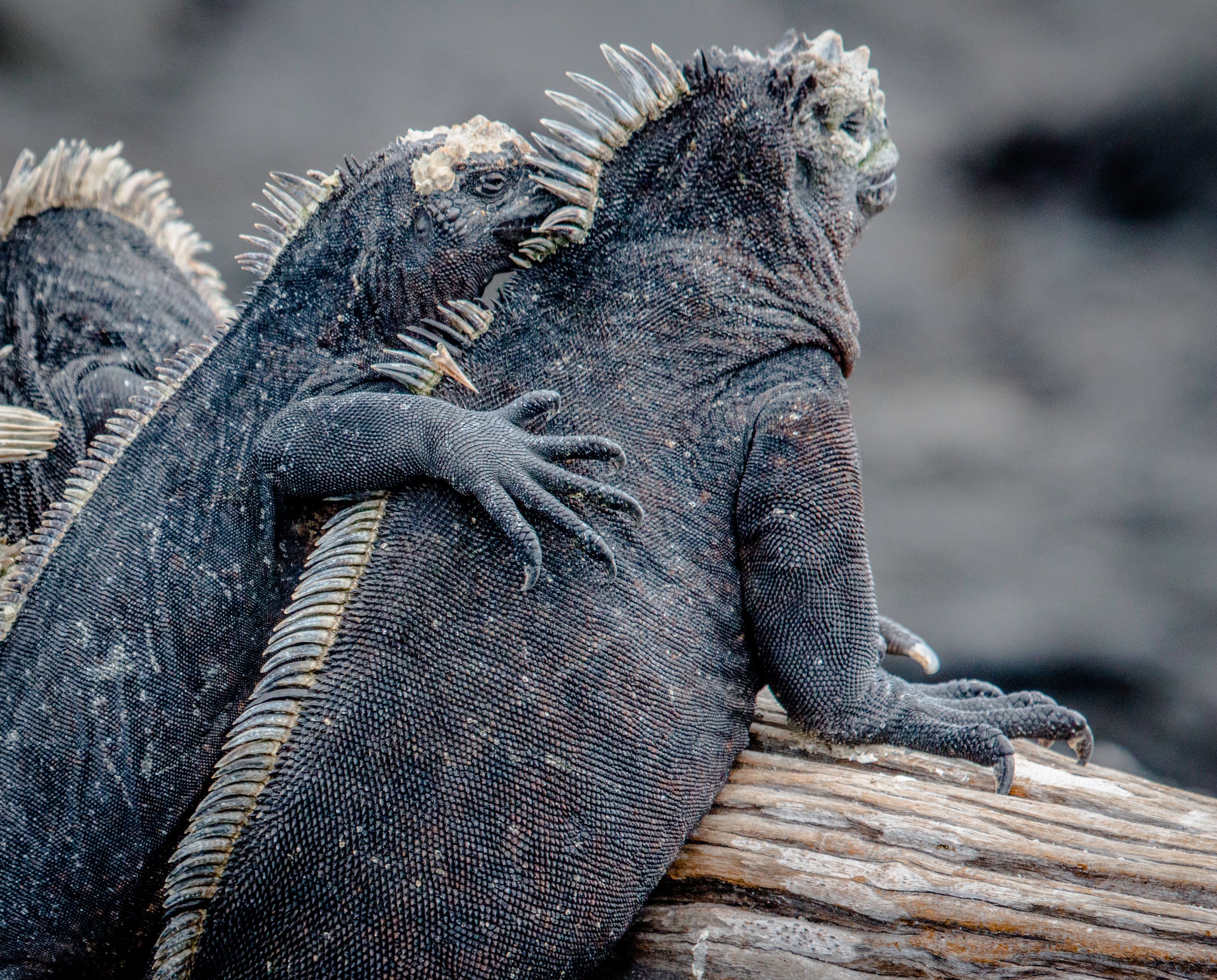 Iguana hugs on Galapagos