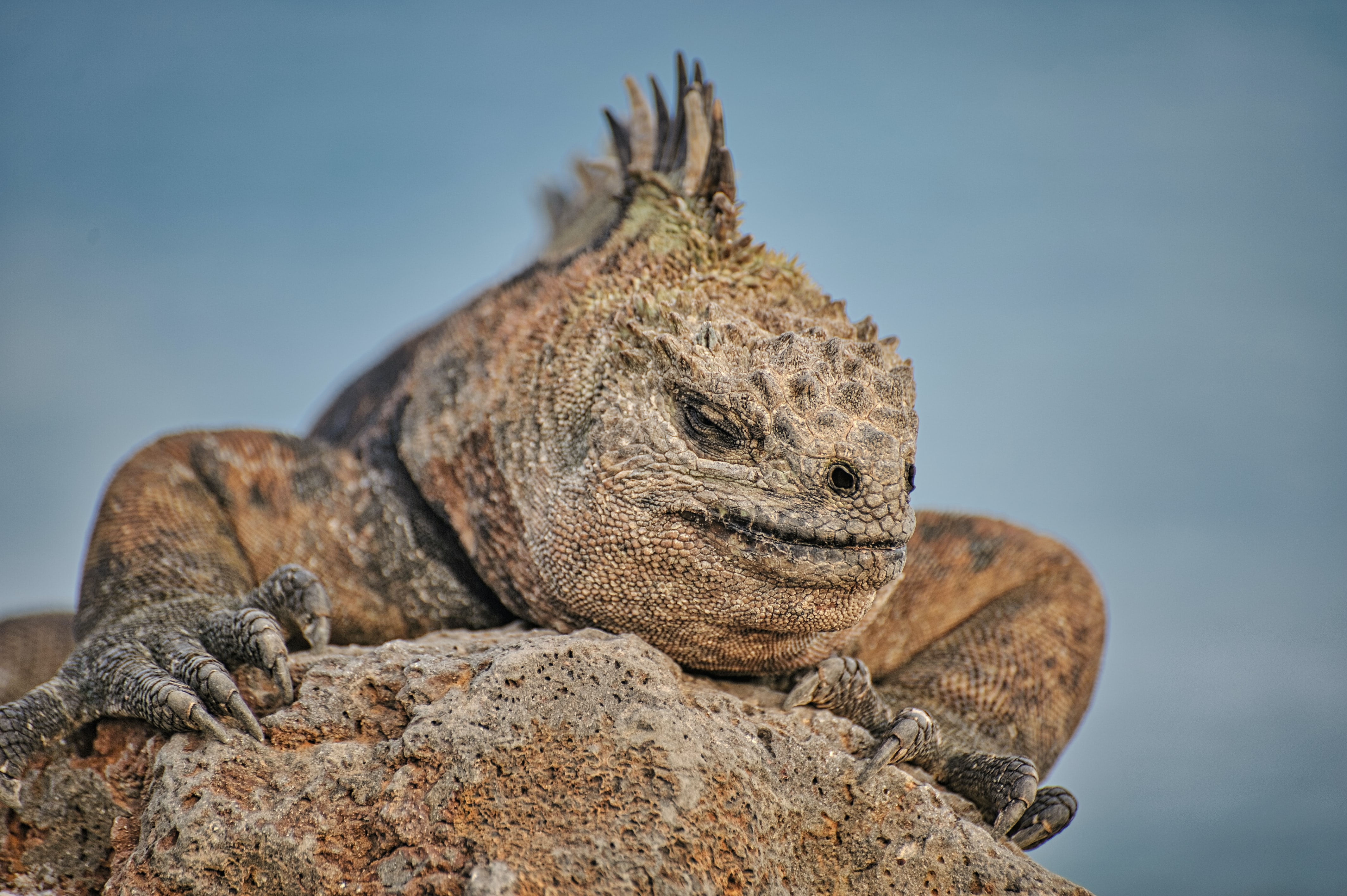 Iguana on Galapagos