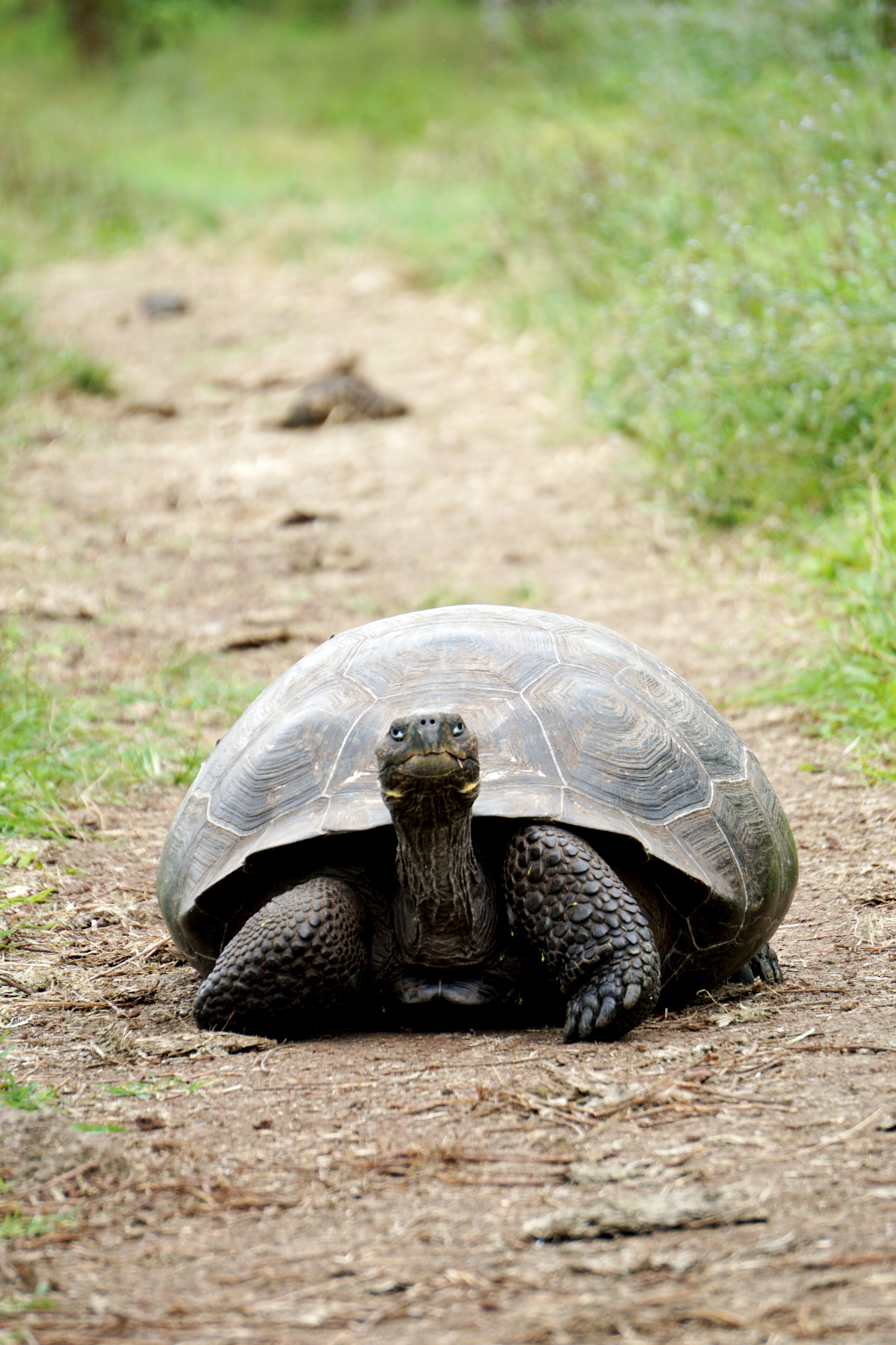 Galápagos Tortoise
