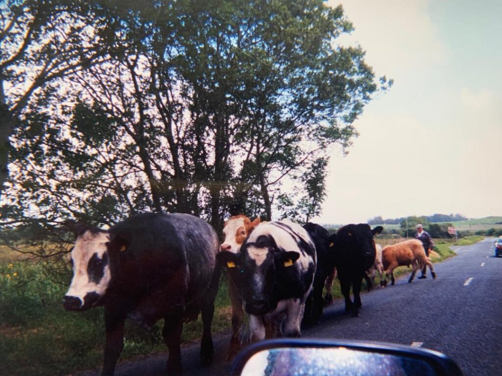 Cows in Ireland