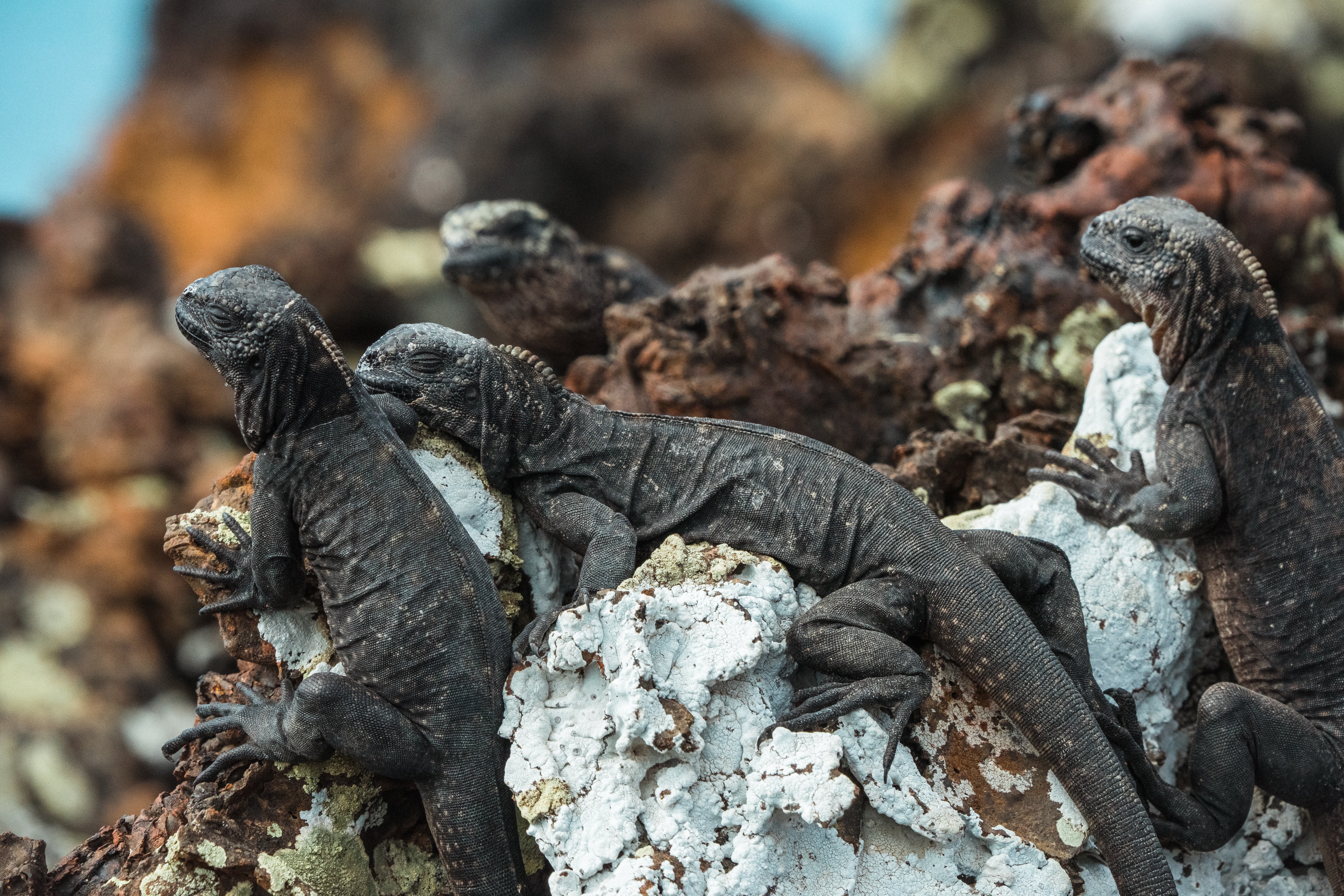 Iguanas in Galapagos