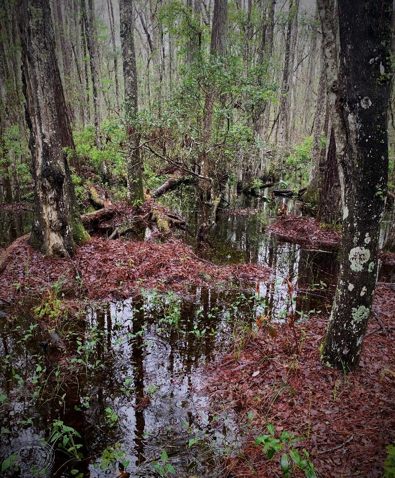 Osceola swamp