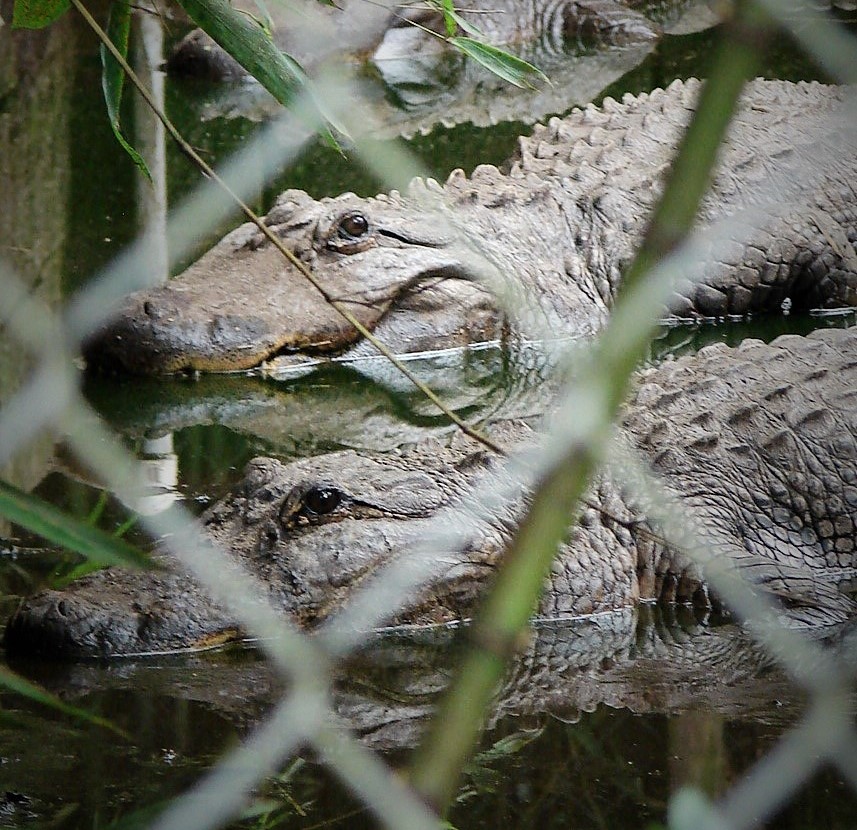 More Gators