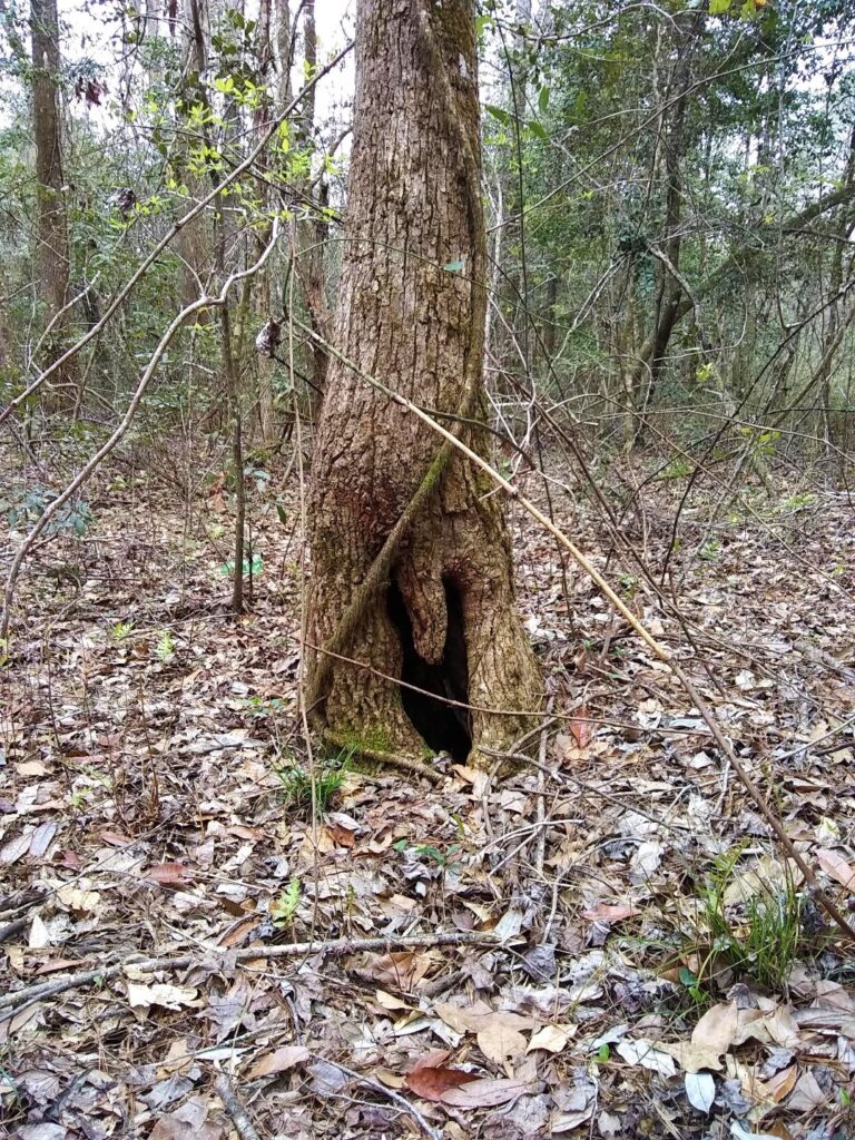 Tree on Randy Road