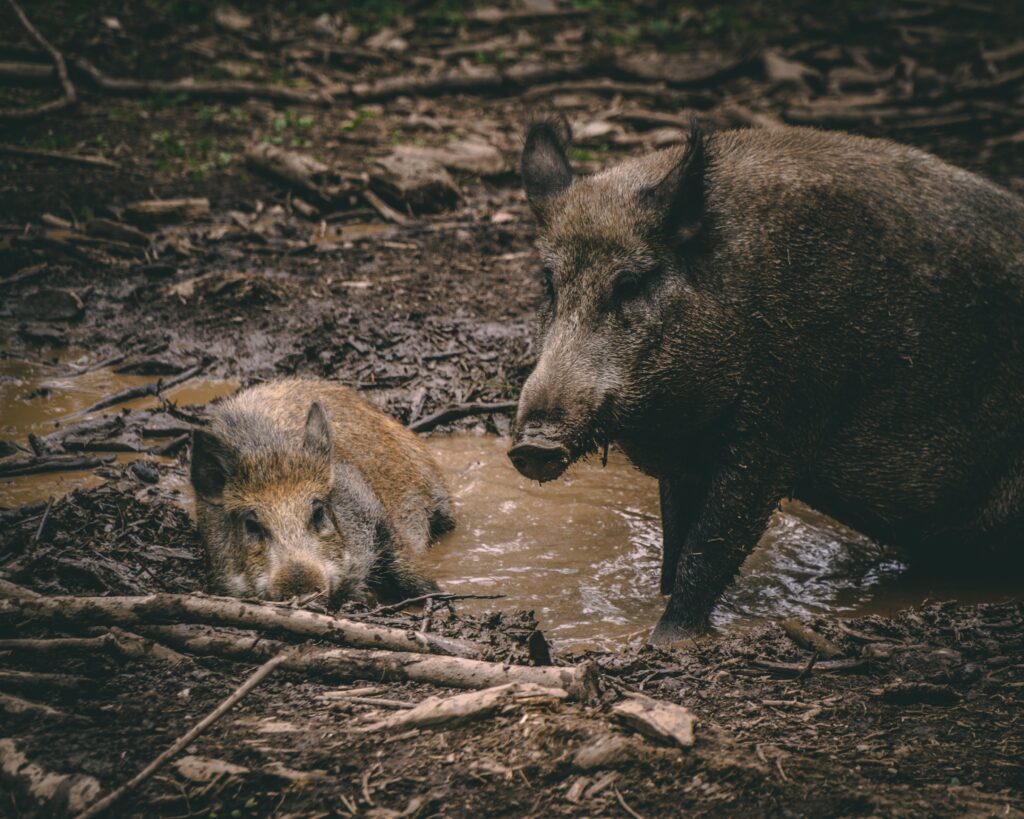 Wild Pigs