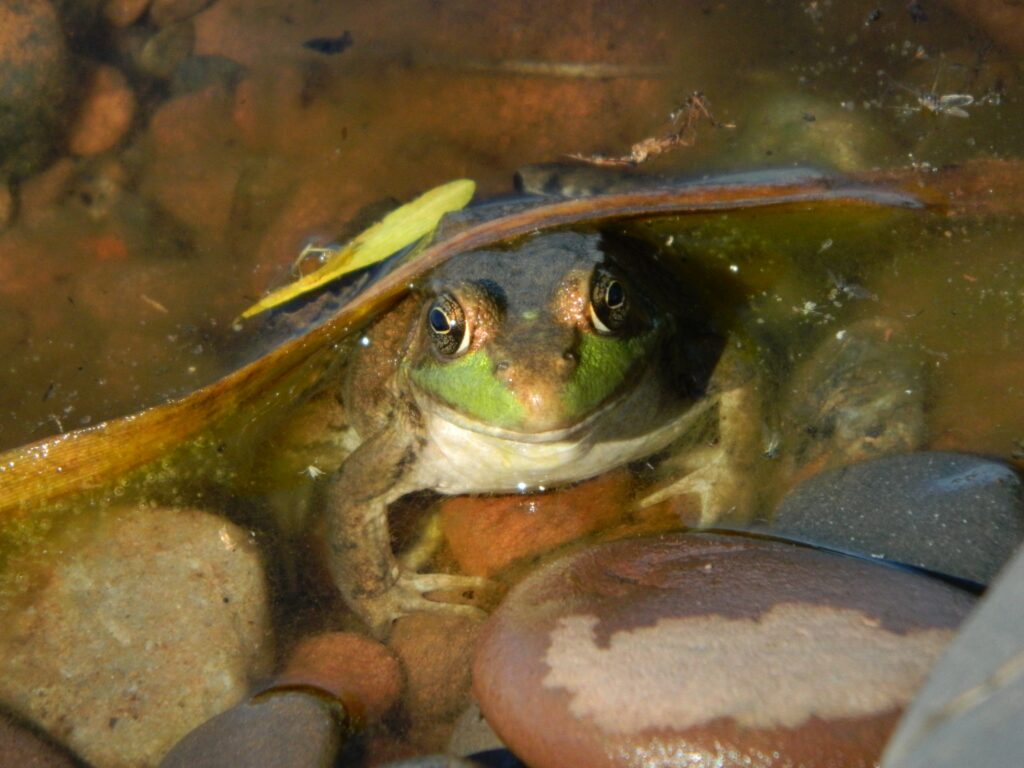 American Bullfrog