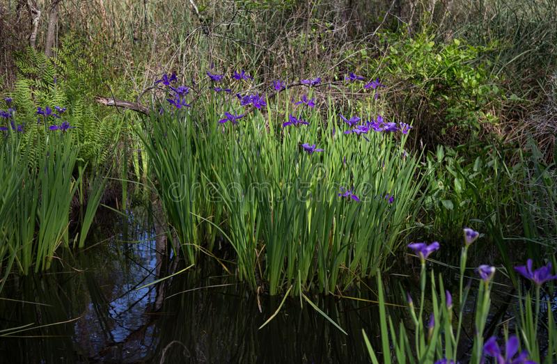 Louisiana's swamp Iris