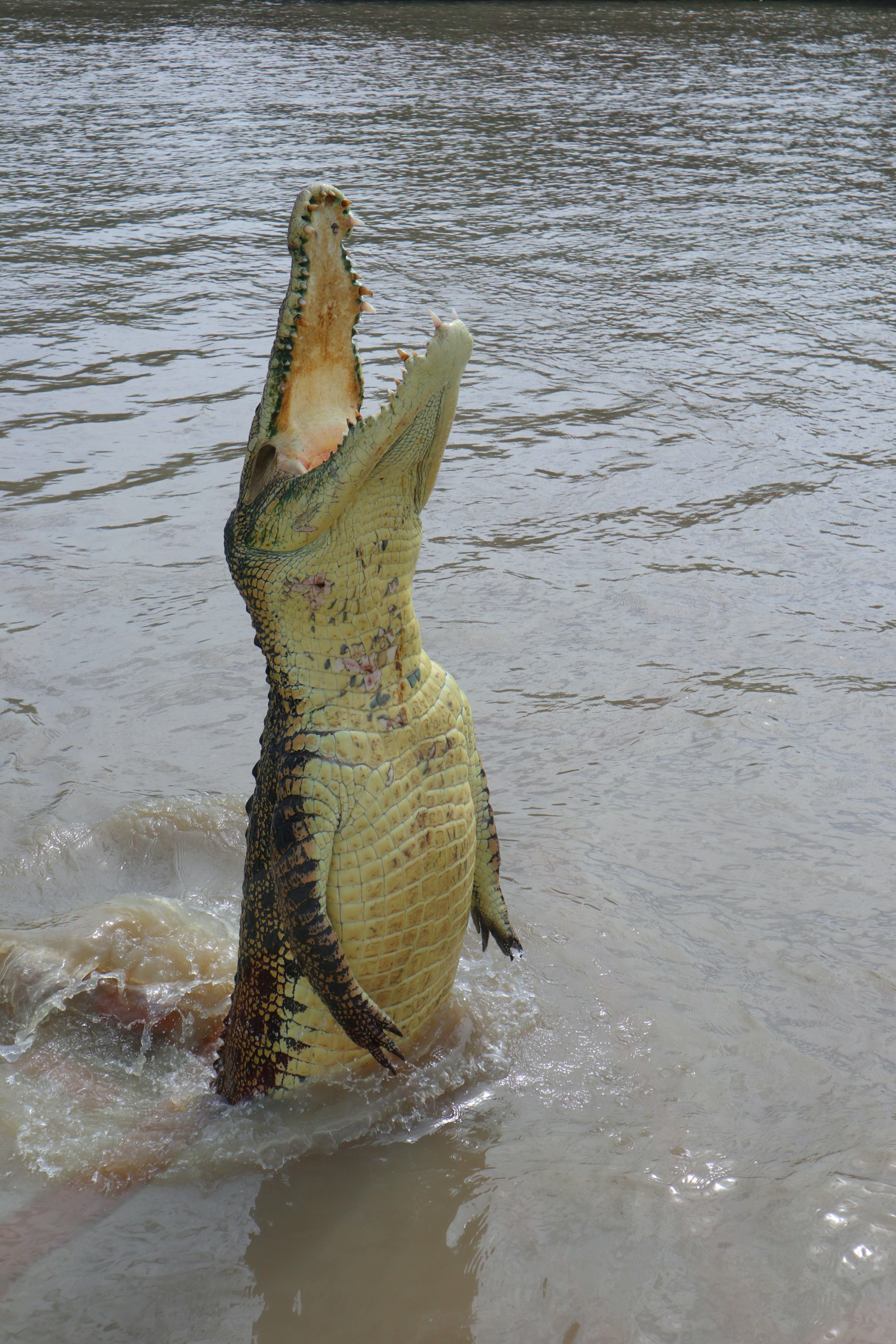 Alligator in the Swamp