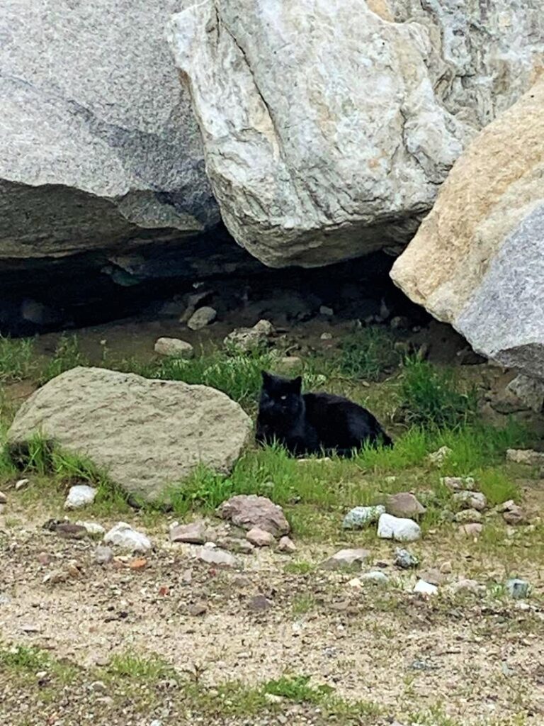 Black Cat