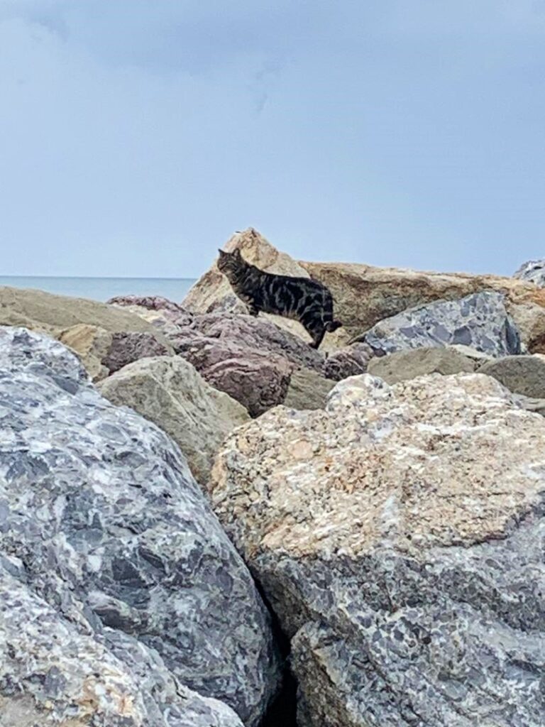 Cat in Port Hueneme