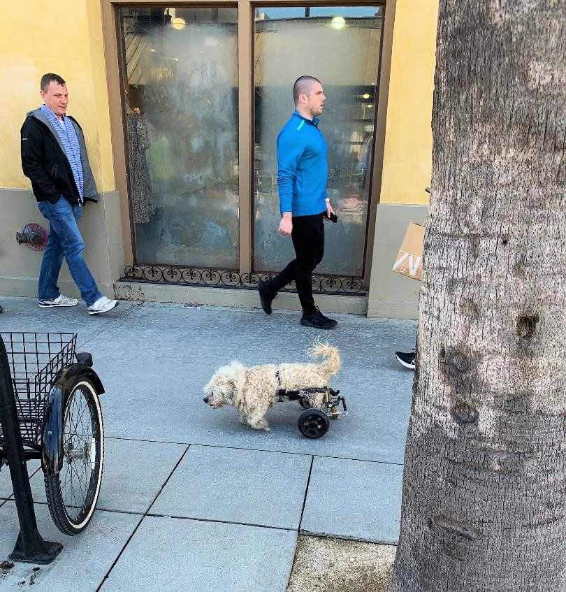 Dog on wheels in California