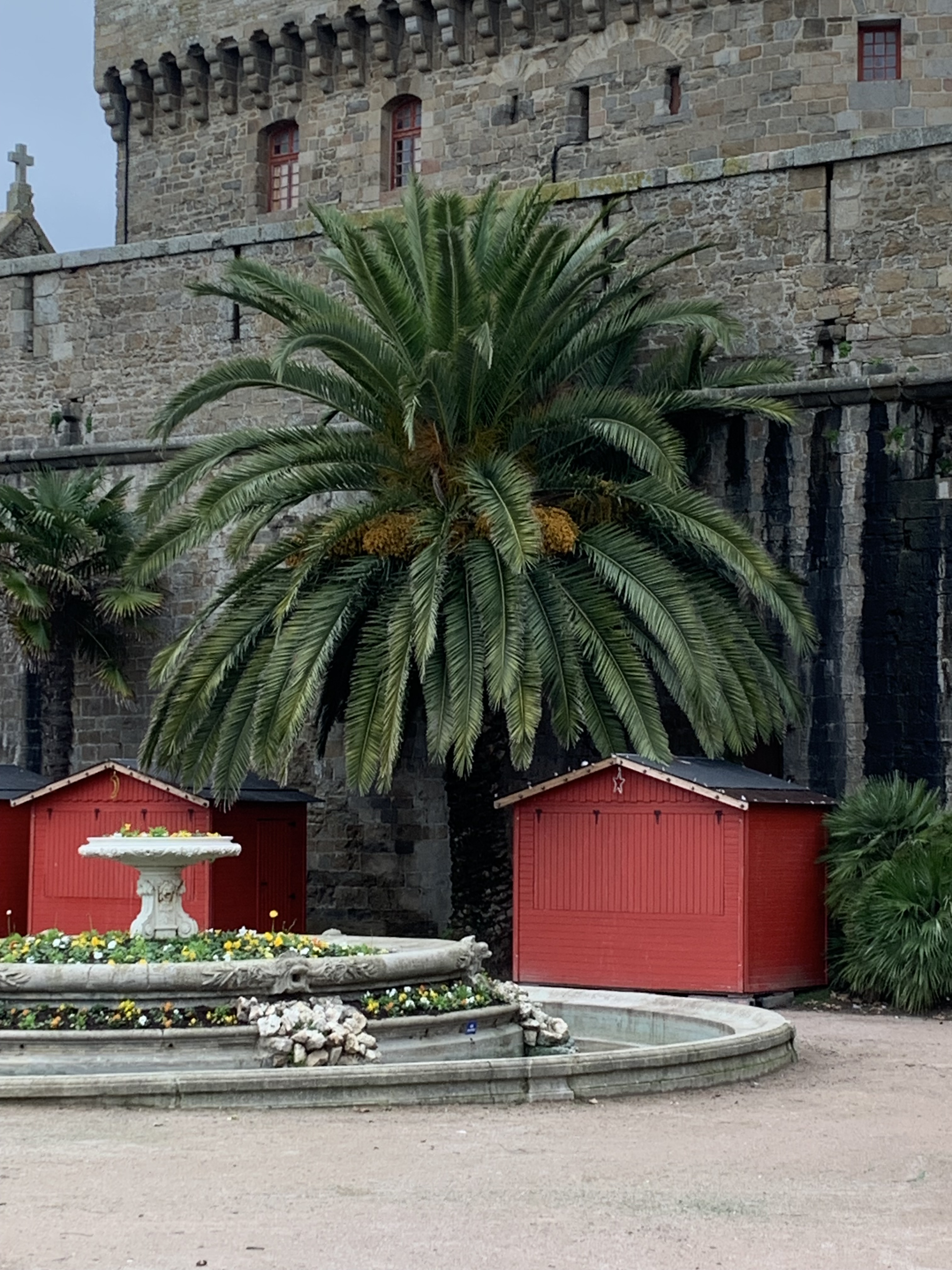 Palm tree in Saint Malo