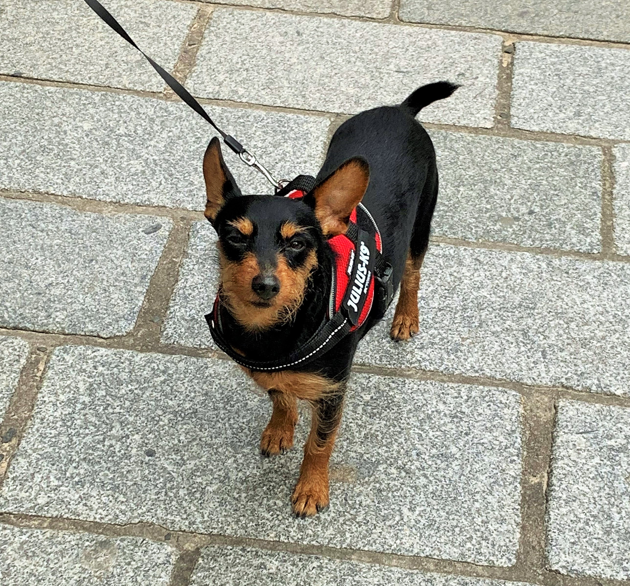 Debonair little Frenchman in Saint Malo