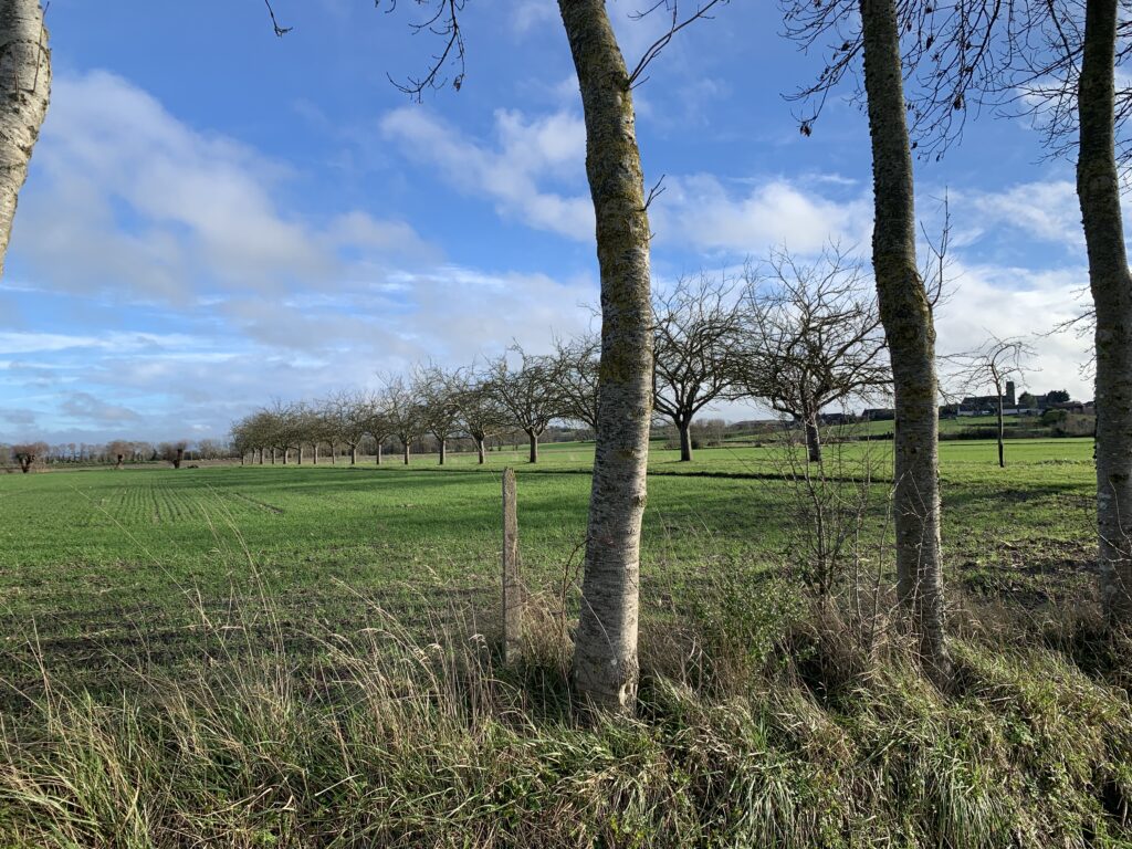 Apple trees