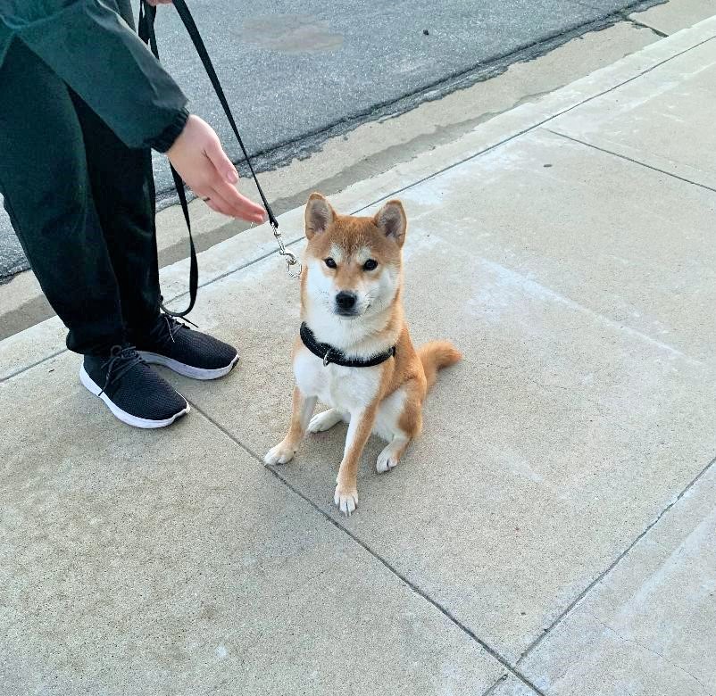 Shibu in California