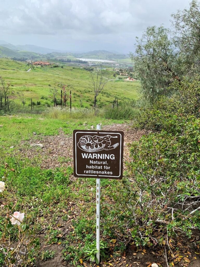 Rattlesnakes in Simi Valley California, Reagan Library