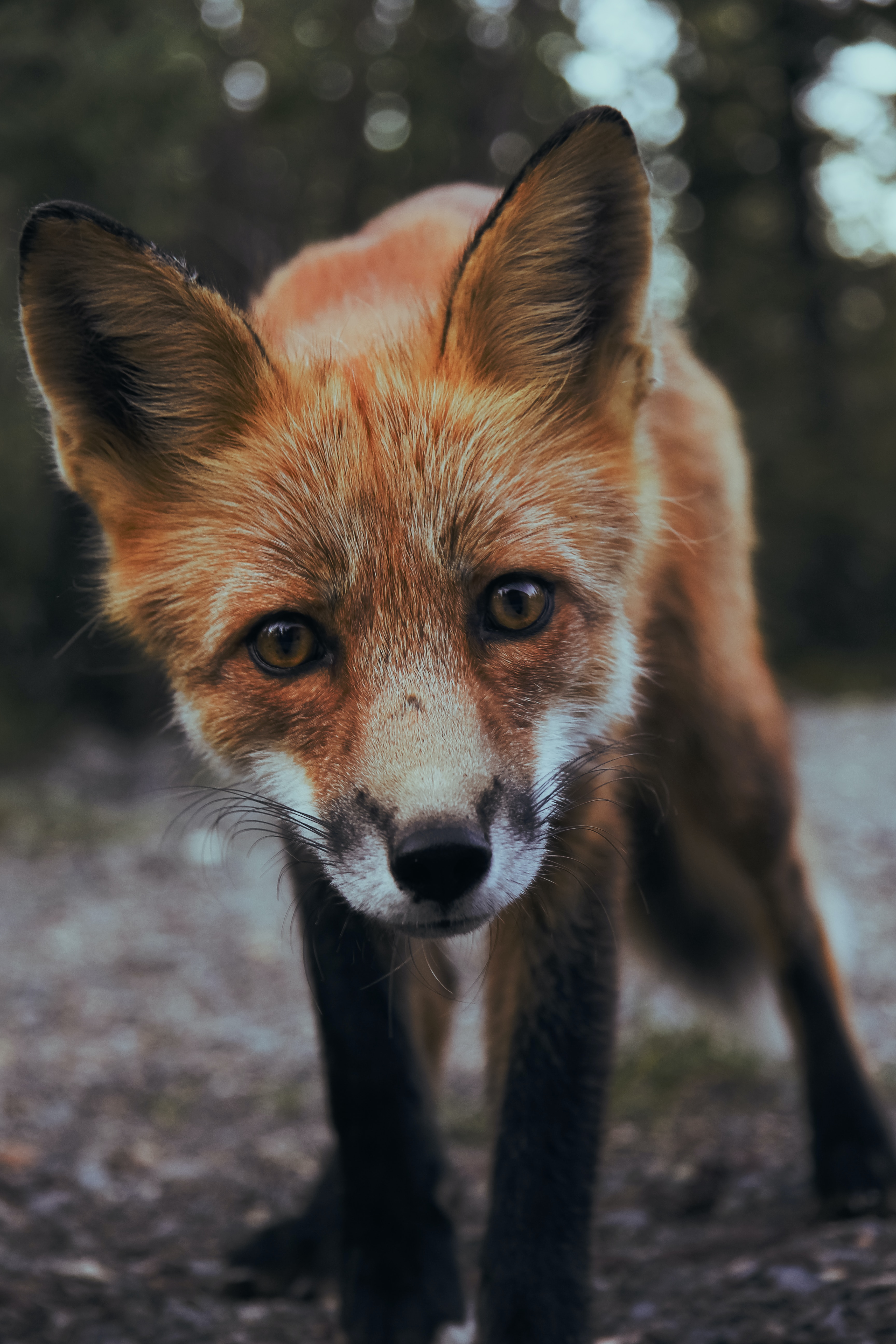 Fox in California