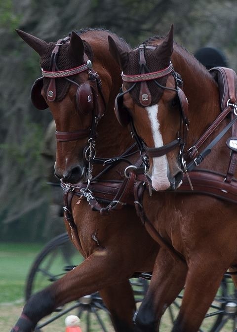 Pair of Horses