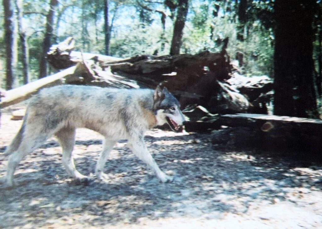 Timber Wolf Walking