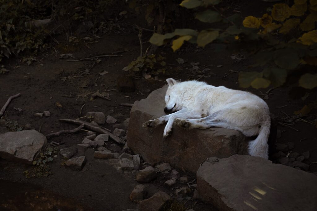 Sleeping wolf in a zoo