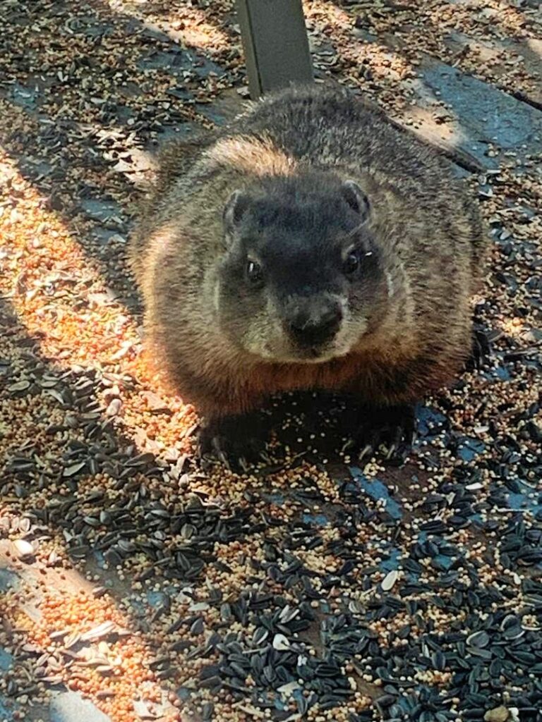 Groundhog one