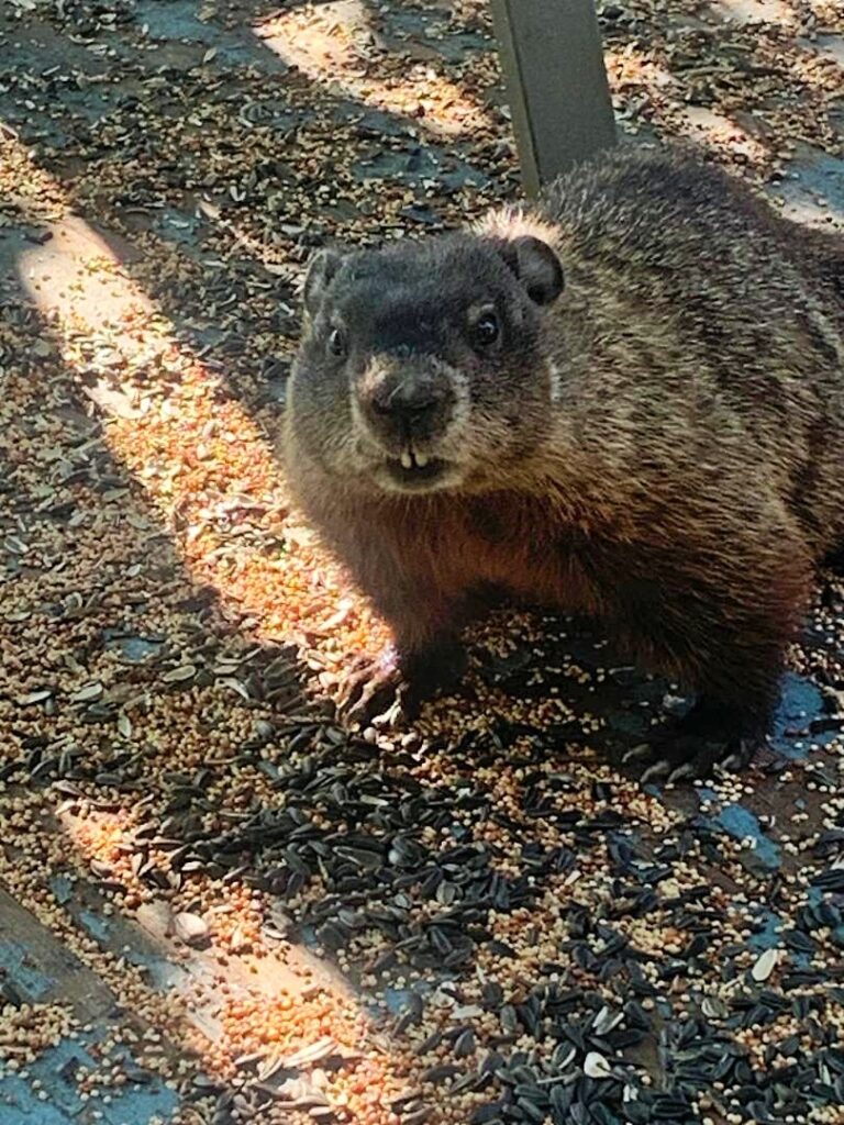 Groundhog two