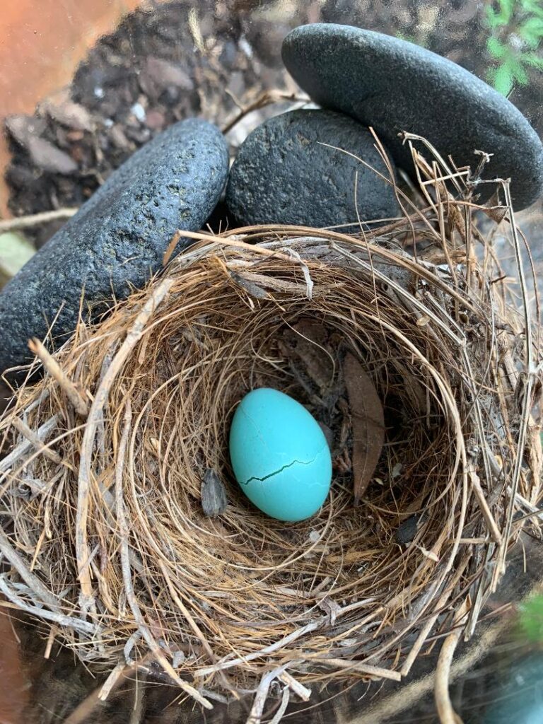 Robin's Egg