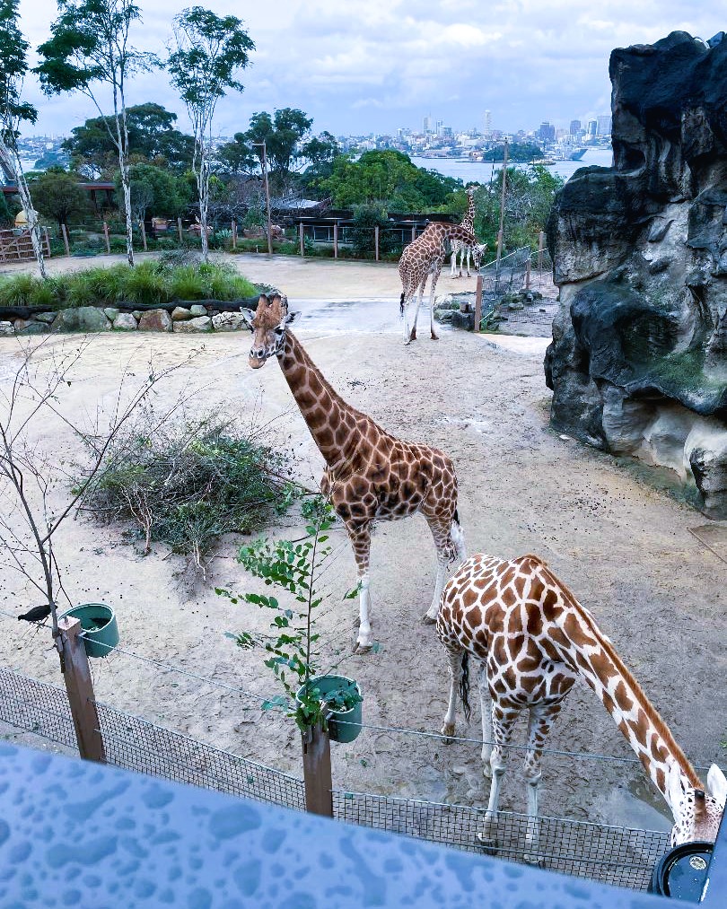 Giraffes in Sydney