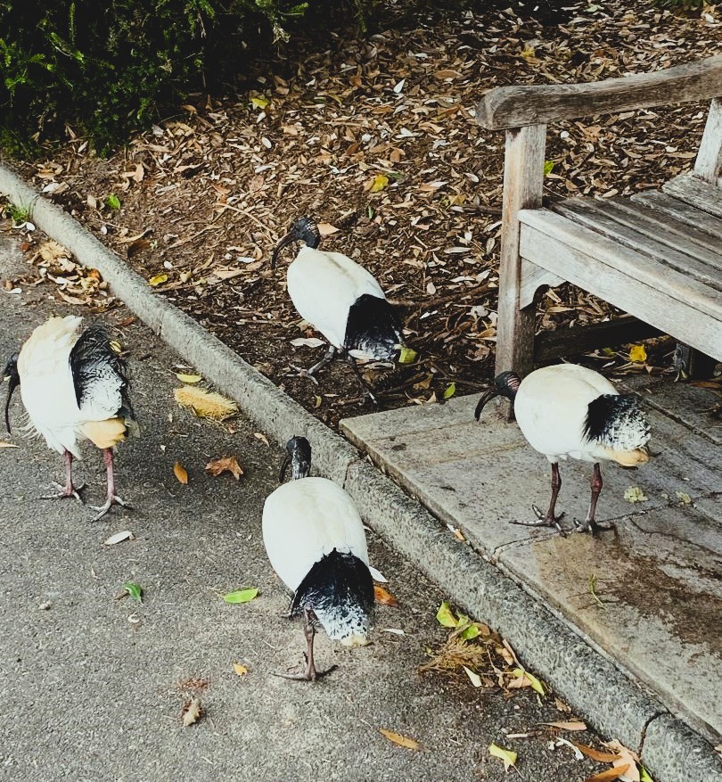 Australian White Ibis