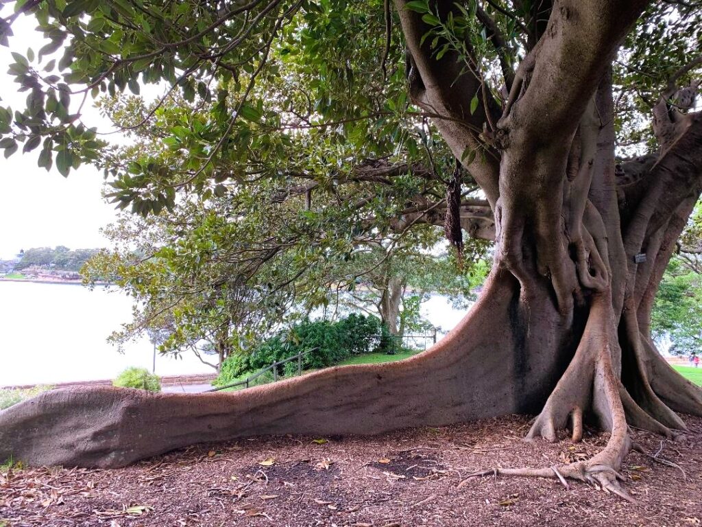 Banyan tree at the Sidney Botanical Gardens